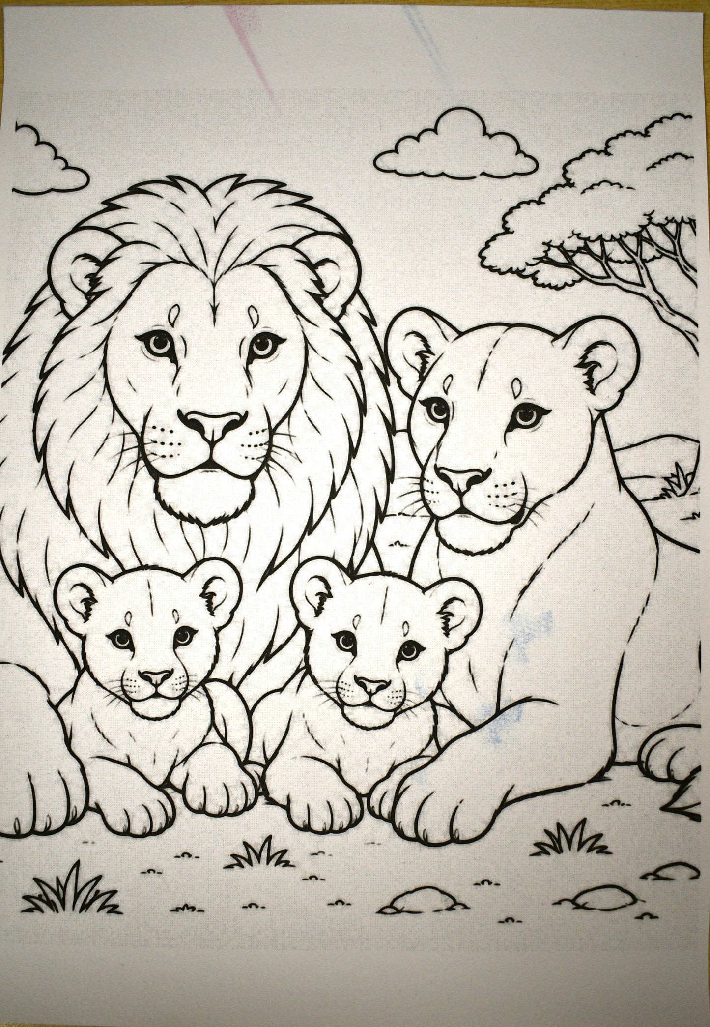 Braille Touch to See - Wild Animal Families